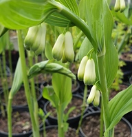 Polygonatum biflorum 